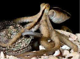 Attēlu rezultāti vaicājumam “Polypogon tentacularius male”