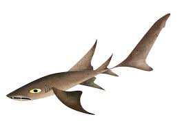 Image result for Nebrius ferrugineus