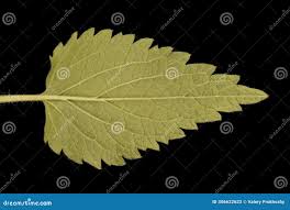 Attēlu rezultāti vaicājumam “Lamium album leaf”