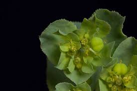 Attēlu rezultāti vaicājumam “Euphorbia helioscopia leaf”