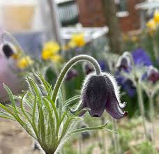 Attēlu rezultāti vaicājumam “Pulsatilla pratensis flower”