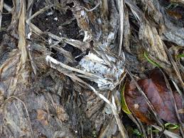 Attēlu rezultāti vaicājumam “Athelia arachnoidea”