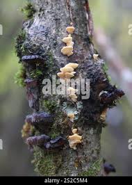 Attēlu rezultāti vaicājumam “Antrodiella serpula”