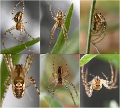 Attēlu rezultāti vaicājumam “Metellina segmentata”