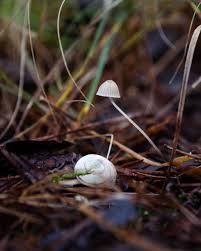 Attēlu rezultāti vaicājumam “Mycena filopes”