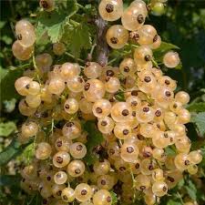 Attēlu rezultāti vaicājumam “Ribes rubrum fruit”