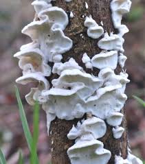 Attēlu rezultāti vaicājumam “Skeletocutis odora”