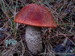 Attēlu rezultāti vaicājumam “Leccinum vulpinum”