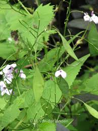 Attēlu rezultāti vaicājumam “Lunaria rediviva leaf”