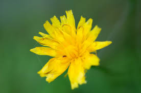 Attēlu rezultāti vaicājumam “Hieracium”