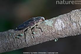 Attēlu rezultāti vaicājumam “Chalcophora mariana”