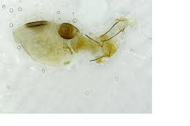 Attēlu rezultāti vaicājumam “Sciota adelphella”