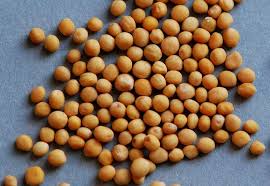 Attēlu rezultāti vaicājumam “Sinapis alba fruit”