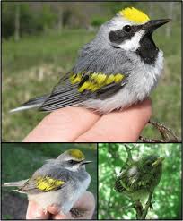 Image result for Vermivora chrysoptera