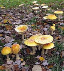 Attēlu rezultāti vaicājumam “Amanita”