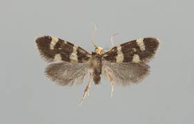 Attēlu rezultāti vaicājumam “Incurvaria praelatella”