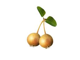 Attēlu rezultāti vaicājumam “Pyrus pyraster fruit”