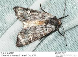 Attēlu rezultāti vaicājumam “Lithomoia solidaginis”