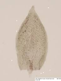 Attēlu rezultāti vaicājumam “Pterigynandrum filiforme”