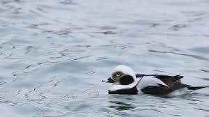 Attēlu rezultāti vaicājumam “Clangula hyemalis male”