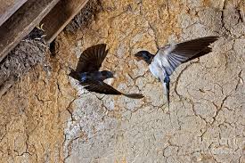 Attēlu rezultāti vaicājumam “Hirundo rustica”
