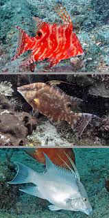 Image result for Lachnolaimus maximus