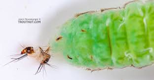 Attēlu rezultāti vaicājumam “Galerucella nymphaeae pupa”