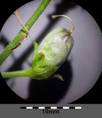 Attēlu rezultāti vaicājumam “Linaria vulgaris bud”