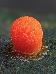 Attēlu rezultāti vaicājumam “Lycogala conicum”