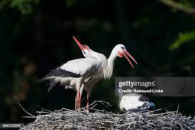 Attēlu rezultāti vaicājumam “Ciconia ciconia nest”