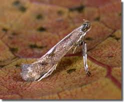 Attēlu rezultāti vaicājumam “Calybites phasianipennella”