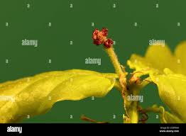 Attēlu rezultāti vaicājumam “Quercus robur female flower”