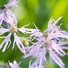 Attēlu rezultāti vaicājumam “Lychnis flos-cuculi”