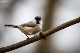 Attēlu rezultāti vaicājumam “Poecile palustris”