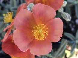 Attēlu rezultāti vaicājumam “Helianthemum x hybridum”