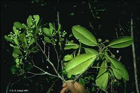 Attēlu rezultāti vaicājumam “Clusiaceae”