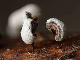 Attēlu rezultāti vaicājumam “Didymium spongiosum spores”