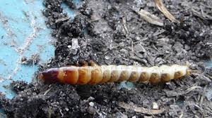 Attēlu rezultāti vaicājumam “Leiodidae larva”