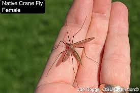 Attēlu rezultāti vaicājumam “Tipulidae female”