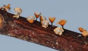 Attēlu rezultāti vaicājumam “Craterium minutum stalked”