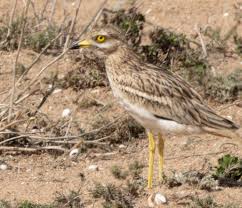 Image result for Burhinus oedicnemus