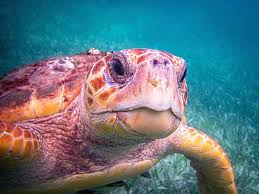 Image result for Caretta caretta