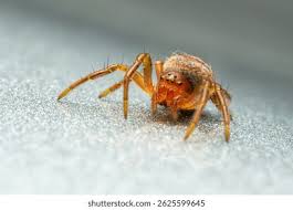 Attēlu rezultāti vaicājumam “Araniella”