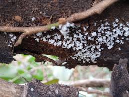 Attēlu rezultāti vaicājumam “Badhamiopsis praetermissa spores”