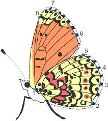 Attēlu rezultāti vaicājumam “Melitaea cinxia”