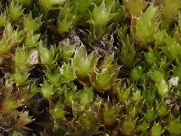 Attēlu rezultāti vaicājumam “Bryum amblyodon sporophyte”