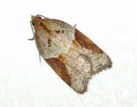 Attēlu rezultāti vaicājumam “Acleris laterana”