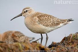 Attēlu rezultāti vaicājumam “Calidris ferruginea”