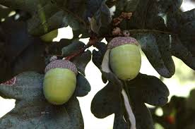 Attēlu rezultāti vaicājumam “Quercus robur fruit”