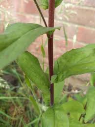 Attēlu rezultāti vaicājumam “Epilobium roseum leaf”
